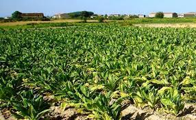 Abonos Organicos Montagut S.L.