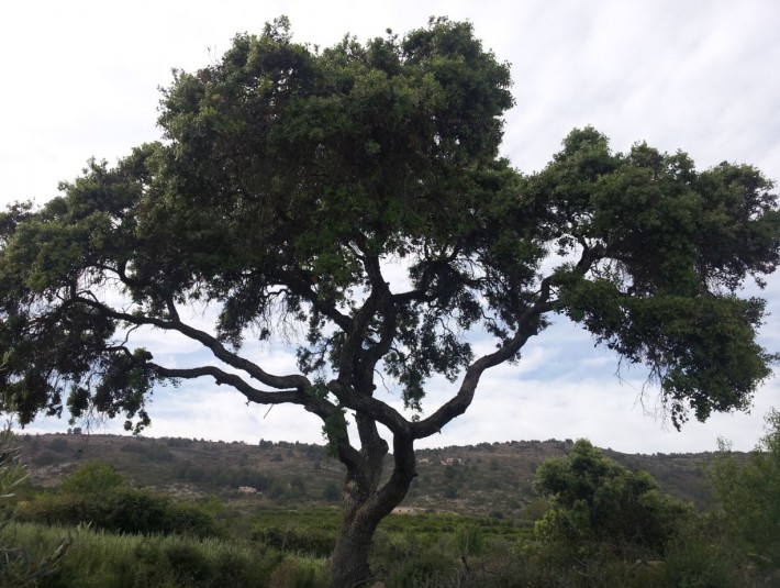 Galería de imágenes