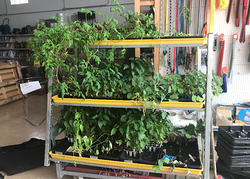 Galería de imágenes