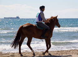 Escuela de Equitación Poni Club Castellón 3 Escuela de Equitación Poni Club Castellón 3