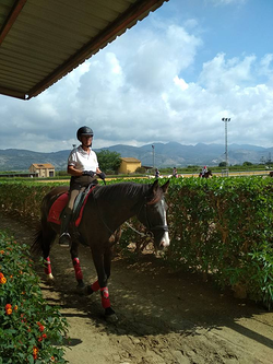 Escuela de Equitación Poni Club Castellón EQUITACION: ESCUELAS Escuela de Equitación Poni Club Castellón EQUITACION: ESCUELAS