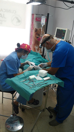 Clínica Veterinaria Jameos VETERINARIOS Clínica Veterinaria Jameos VETERINARIOS