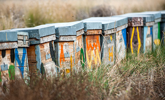 Miel del Tío Juan Cruz 6