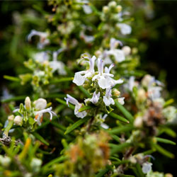 Miel del Tío Juan Cruz 4