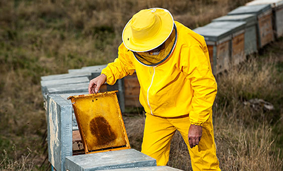 Miel del Tío Juan Cruz 5