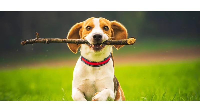 Nutrianimalia ANIMALES DE COMPAÑIA Y ACCESORIOS: ESTABLECIMIENTOS