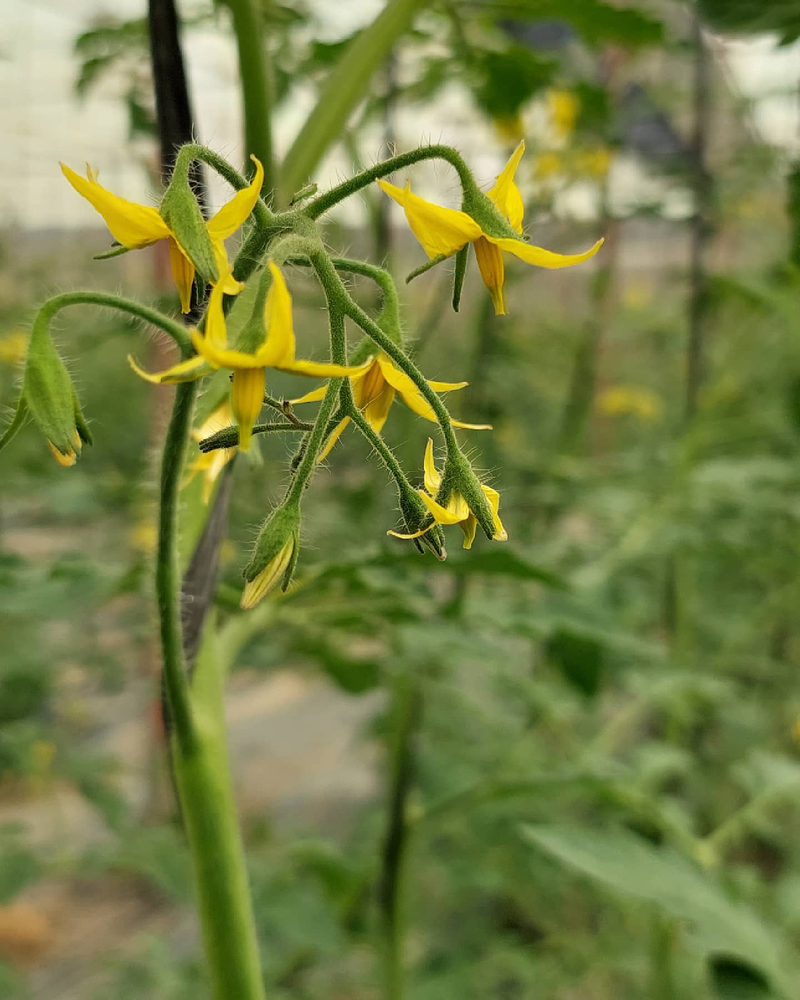 Agrimesa C.B. ABONOS Y FERTILIZANTES