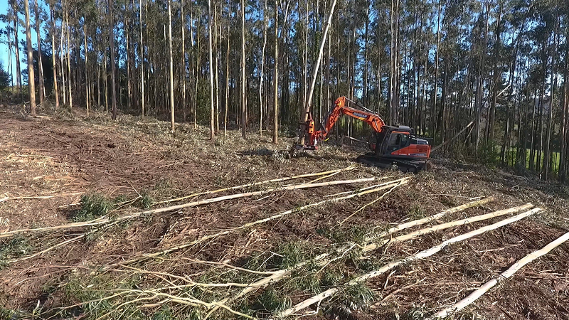 Forestal Cando S.L. 3