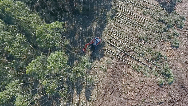 Forestal Cando S.L. 4