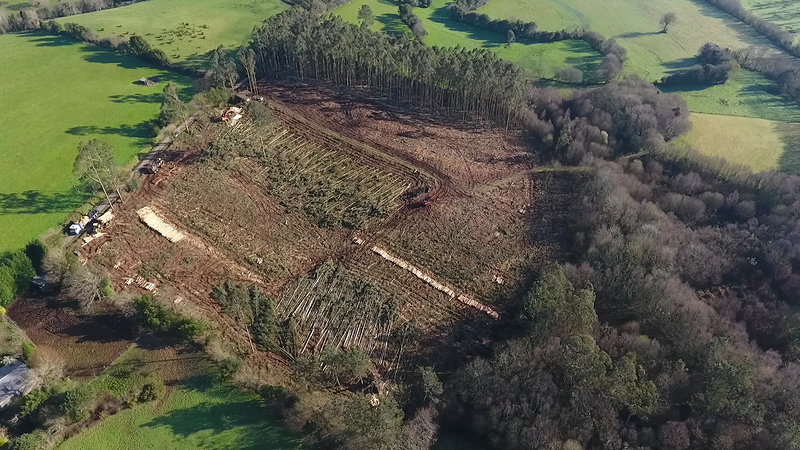Forestal Cando S.L. MADERA: MAYORISTAS