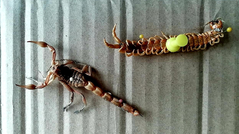 TRASAN : Tratamientos Sanitarios Segovianos 5