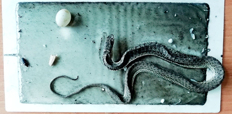 TRASAN : Tratamientos Sanitarios Segovianos 6