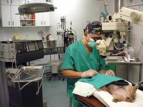 Centro Cl&iacute;nico Veterinario Zaragoza 6