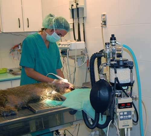 Centro Cl&iacute;nico Veterinario Zaragoza 8