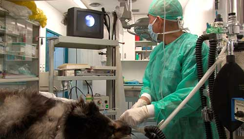 Centro Cl&iacute;nico Veterinario Zaragoza 7