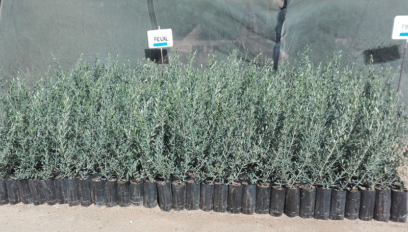 Viveros San Isidro VIVEROS AGRICOLAS Y FORESTALES