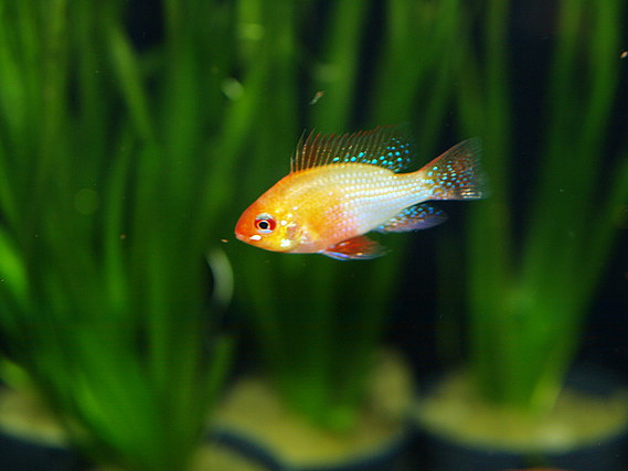 Pzes Online Alcorcón