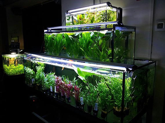 Pzes Online ACUARIOS Y EQUIPAMIENTO: ESTABLECIMIENTOS