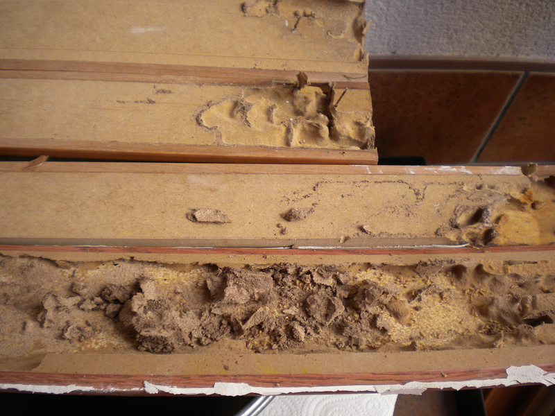 Desinfecciones Alfaro DESINFECCION, DESRATIZACION Y DESINSECTACION