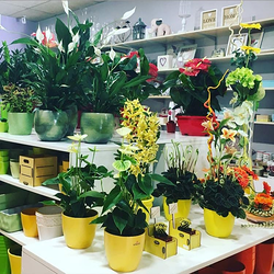 Galería de imágenes