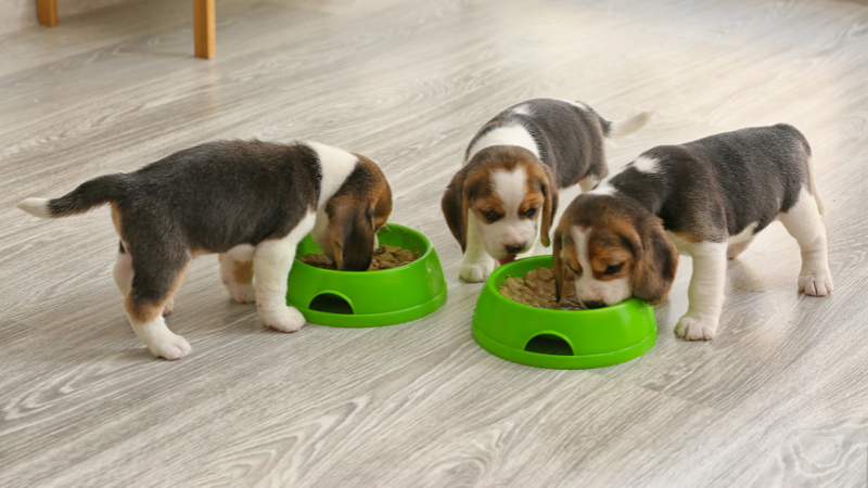 Telepiensos Canarias 4