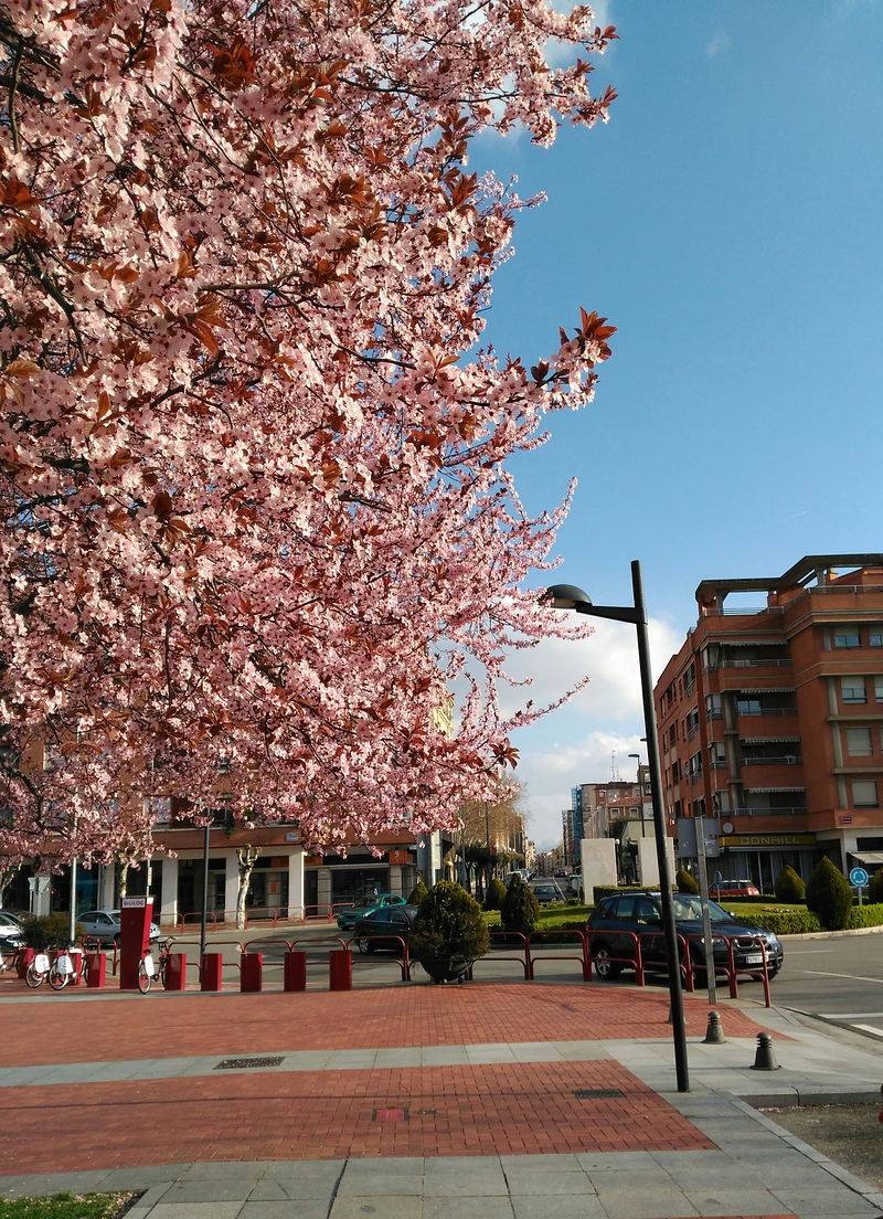 Dicoma - Servifincas Logroño