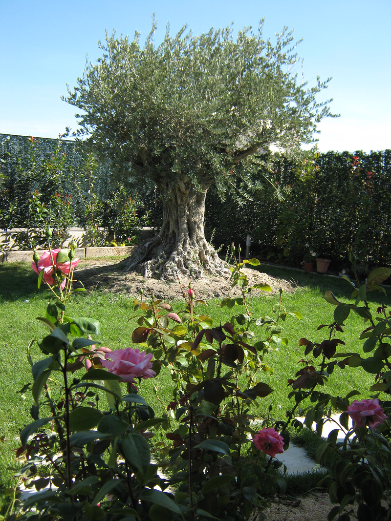 Jardines, Podas y Riegos Patrick 5