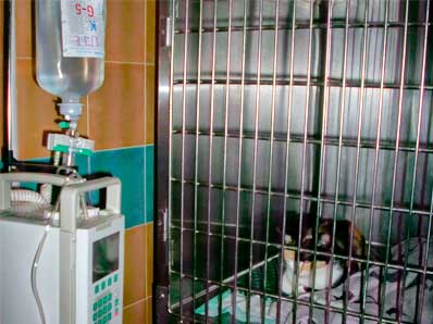 Veterinario De Poio 9