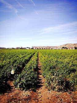 Pimientos Frescos y Conservas El Chato PRODUCCION AGRICOLA Pimientos Frescos y Conservas El Chato PRODUCCION AGRICOLA
