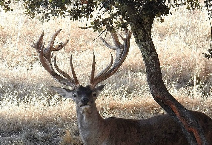 Cañones Wildlife Services 5