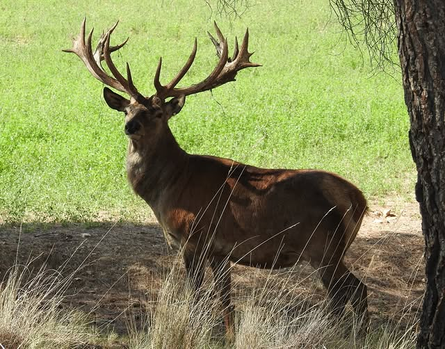 Cañones Wildlife Services 3