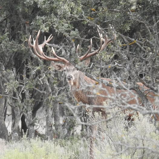 Cañones Wildlife Services 7