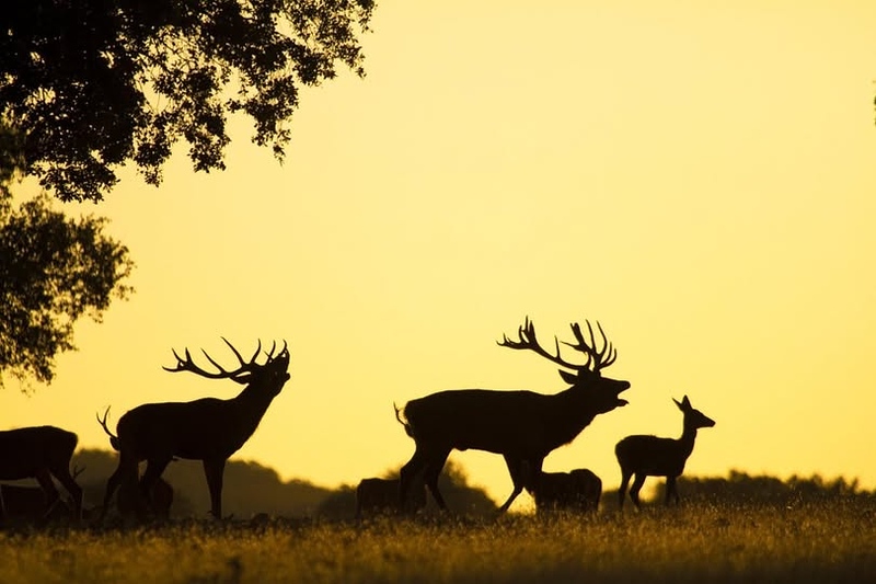 Cañones Wildlife Services 2