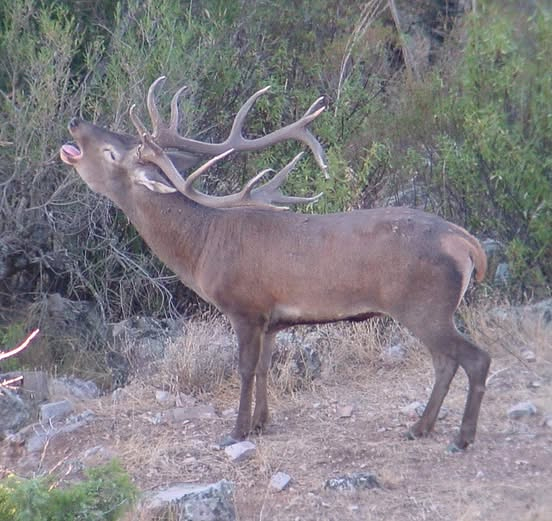 Cañones Wildlife Services 4