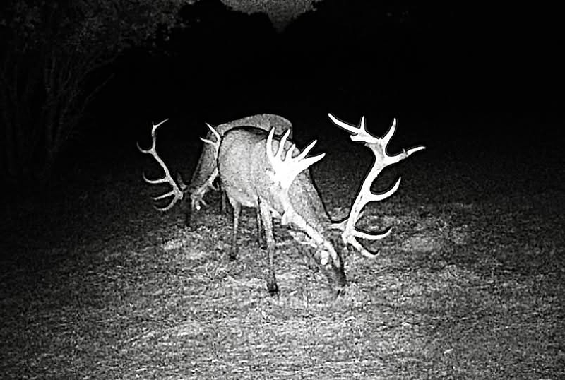 Cañones Wildlife Services 10