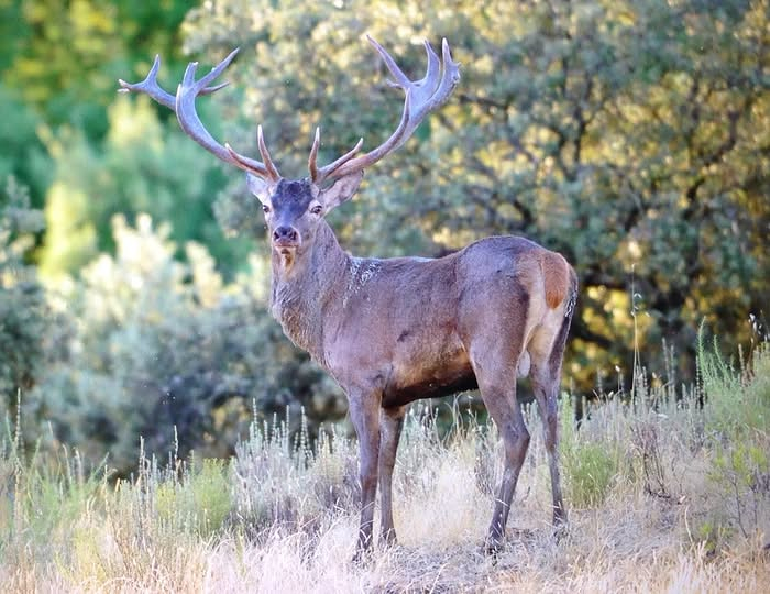 Cañones Wildlife Services 9