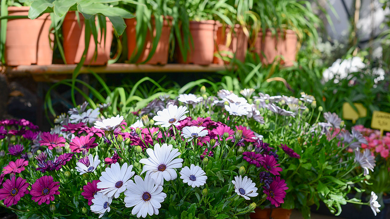 Flower Power Jardines 2