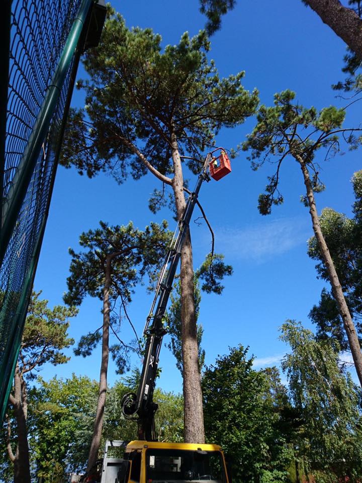 P&iacute;ntega Xard&iacute;ns 6