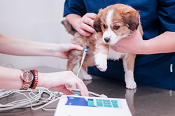 Centro Veterinario Neptuno Valladolid Centro Veterinario Neptuno Valladolid