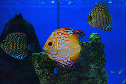 Galería de imágenes