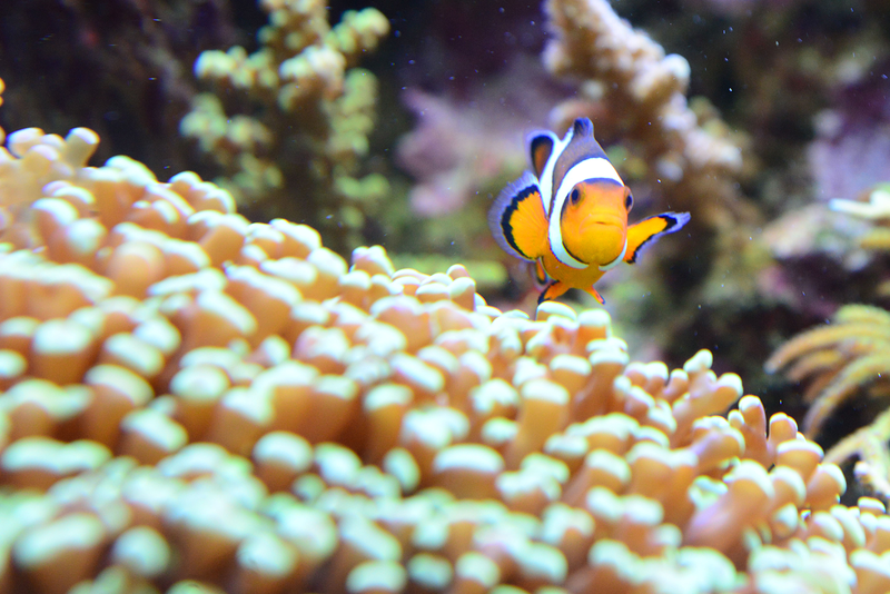 Comercial Veterinaria Burgos