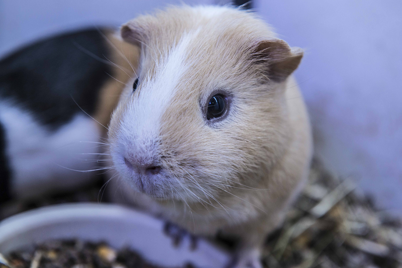 Comercial Veterinaria 5