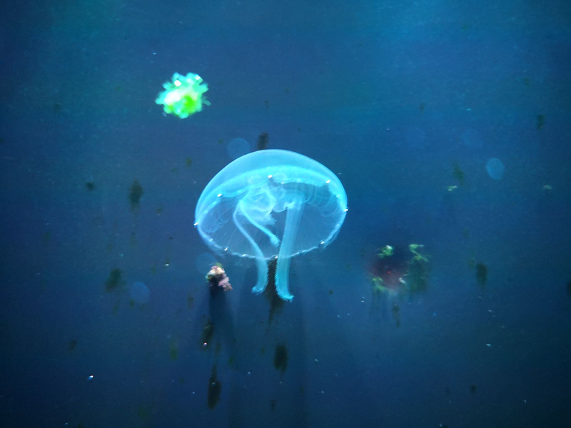 Comercial Veterinaria 9