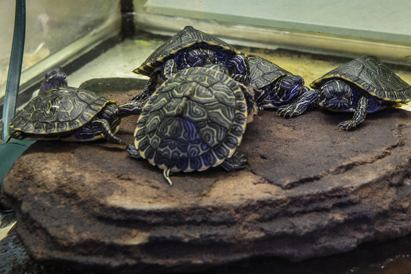 Comercial Veterinaria 6