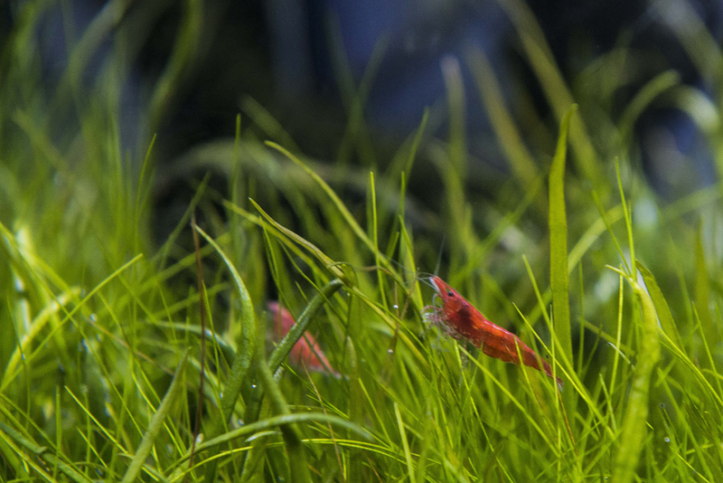 Comercial Veterinaria 4