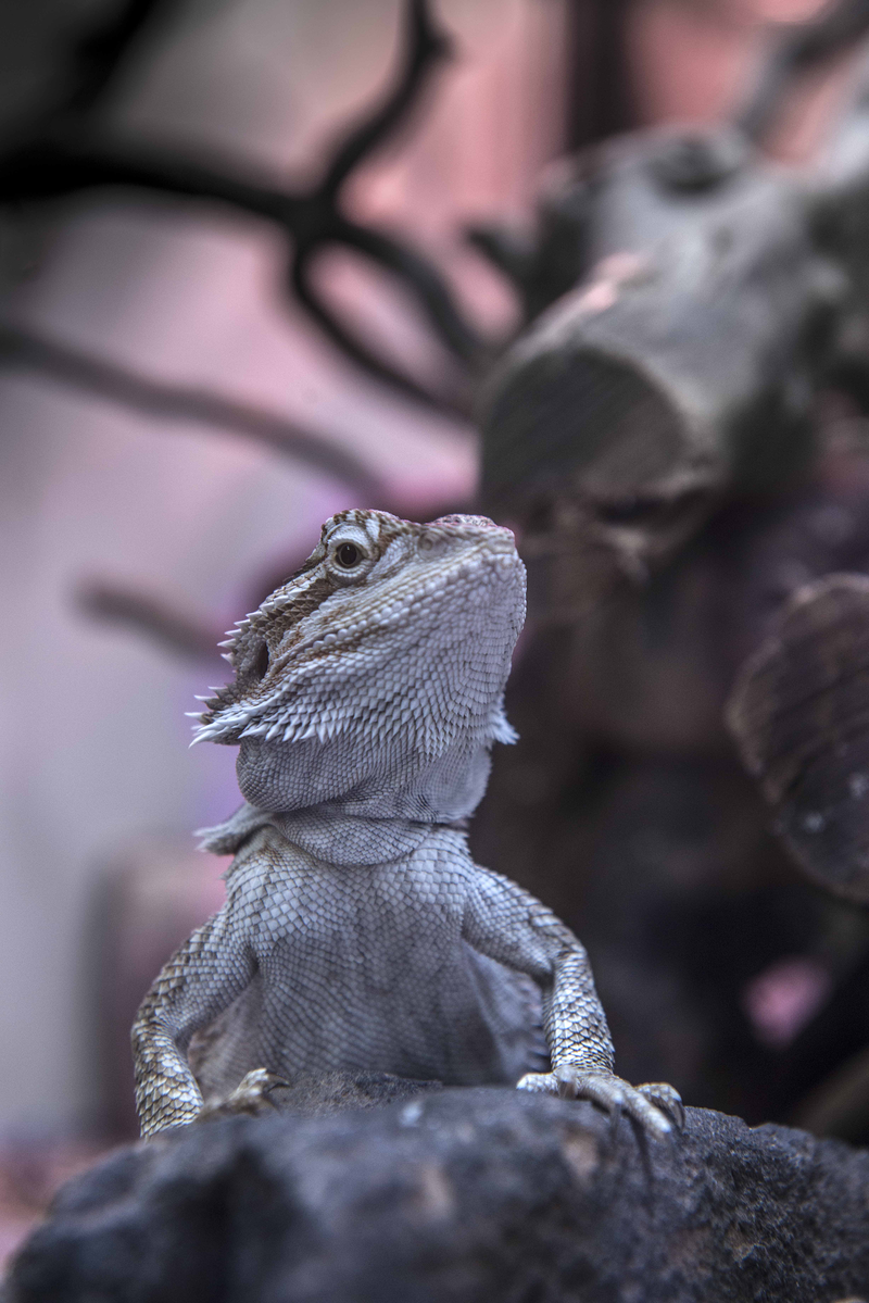 Comercial Veterinaria 8