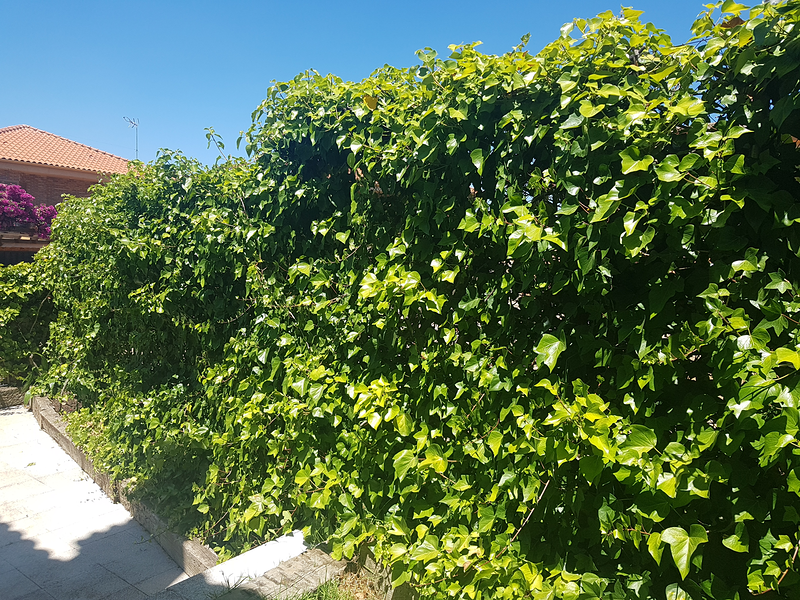 Jardineria Evelio JARDINERIA: EMPRESAS DE SERVICIOS