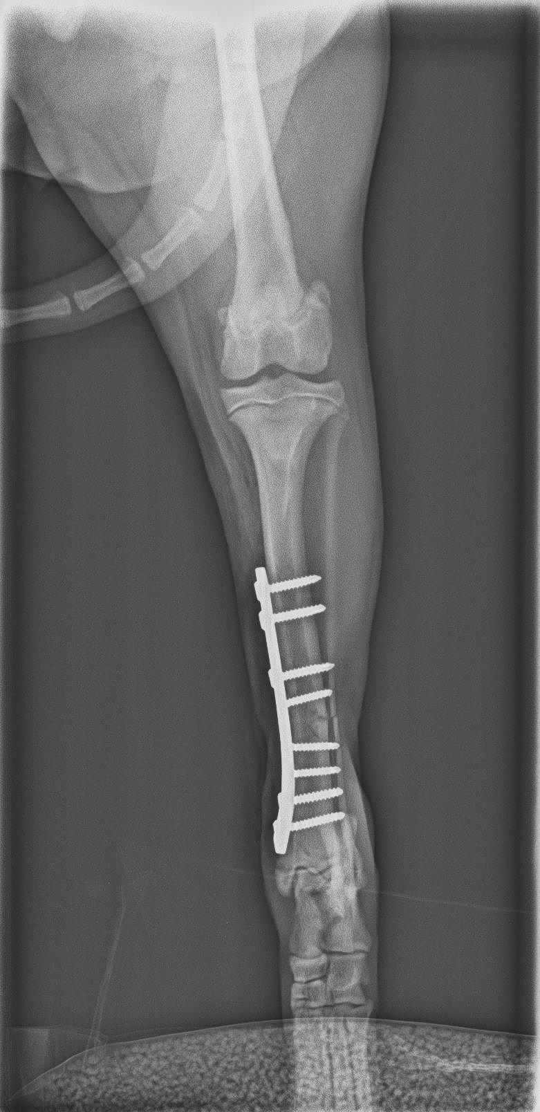 Clinica Veterinaria el Parque 26