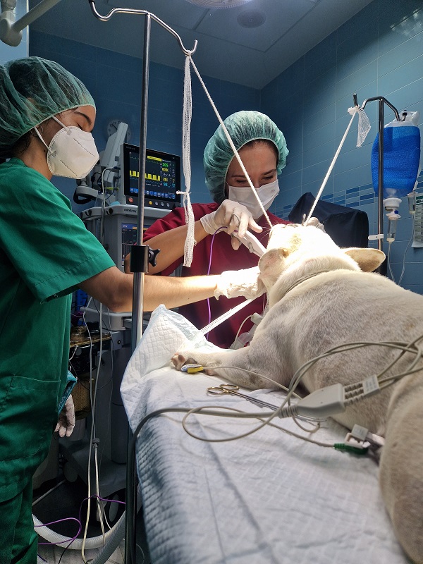 Clinica Veterinaria el Parque 24