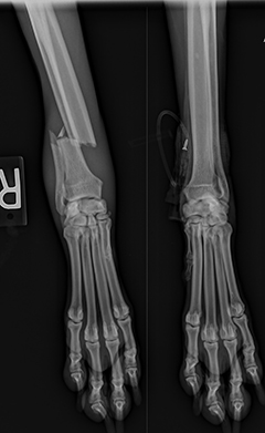 Clinica Veterinaria el Parque 25